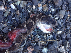 Crotalus oreganus