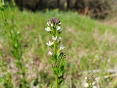 (c) Josep Gesti, some rights reserved (CC BY-SA) Arabis planisiliqua, photograph (c) Josep Gesti, some rights reserved (CC BY-SA)