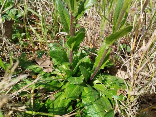 Arabis planisiliqua, photograph 4