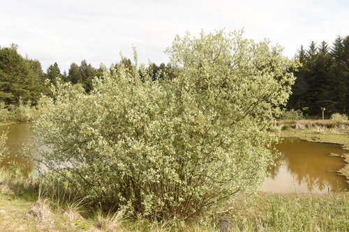 Image of Salix hookeriana by (c) Gabriel Campbell-Martinez, some rights reserved (CC BY)