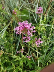 Centranthus ruber