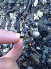 Crotalus oreganus