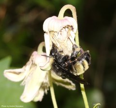 Bombus pensylvanicus image
