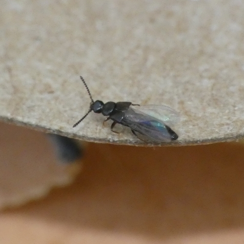 Atheta nigricornis