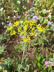 Foeniculum