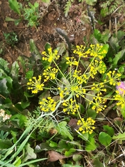 Foeniculum