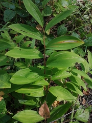 Polygonatum humile