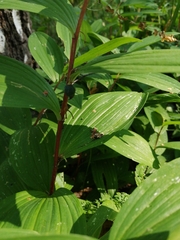 Polygonatum humile
