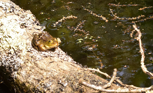Komplex Kleiner Wasserfrosch