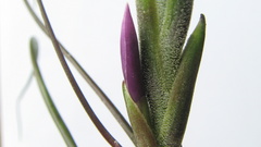 Tillandsia bulbosa