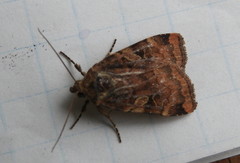 Cryptocala acadiensis