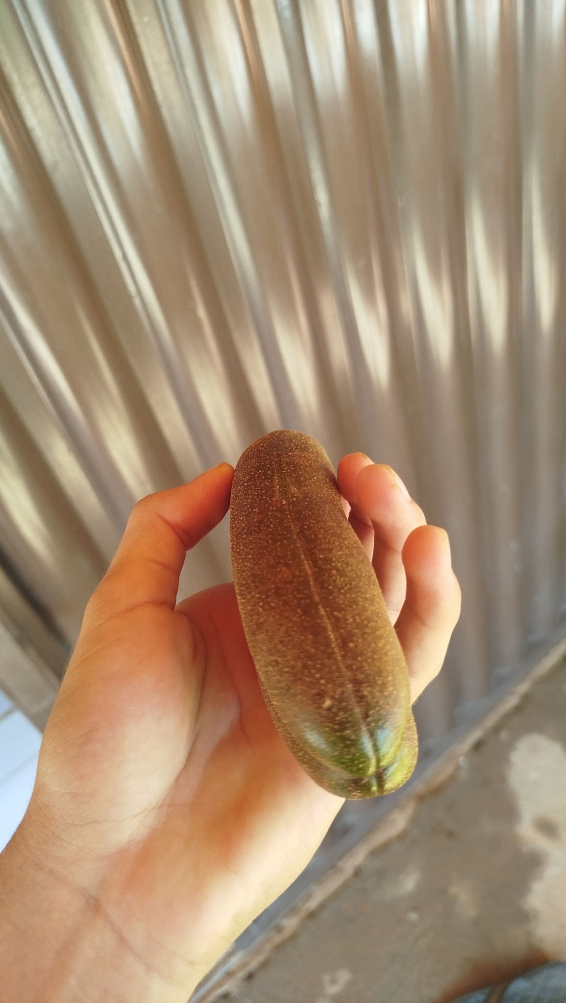 Actinidia chinensis