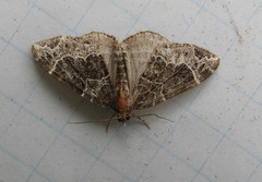 Ecliptopera silaceata