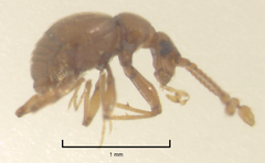 Gerallus punctipennis