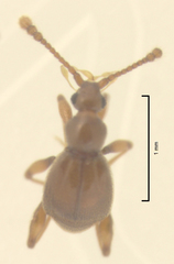 Gerallus punctipennis
