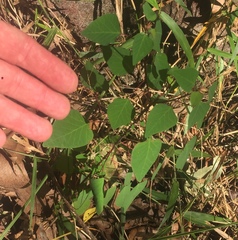 Homalanthus stillingiifolius