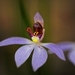 Western Tiny Blue China Orchid - Photo (c) keenasfish, some rights reserved (CC BY-NC), uploaded by keenasfish
