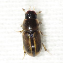 Labarrus cincticulus