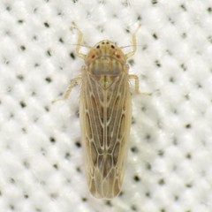 Deltocephalini