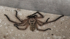 Delena lapidicola