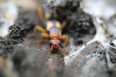 Forficula smyrnensis