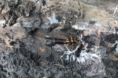 Forficula smyrnensis