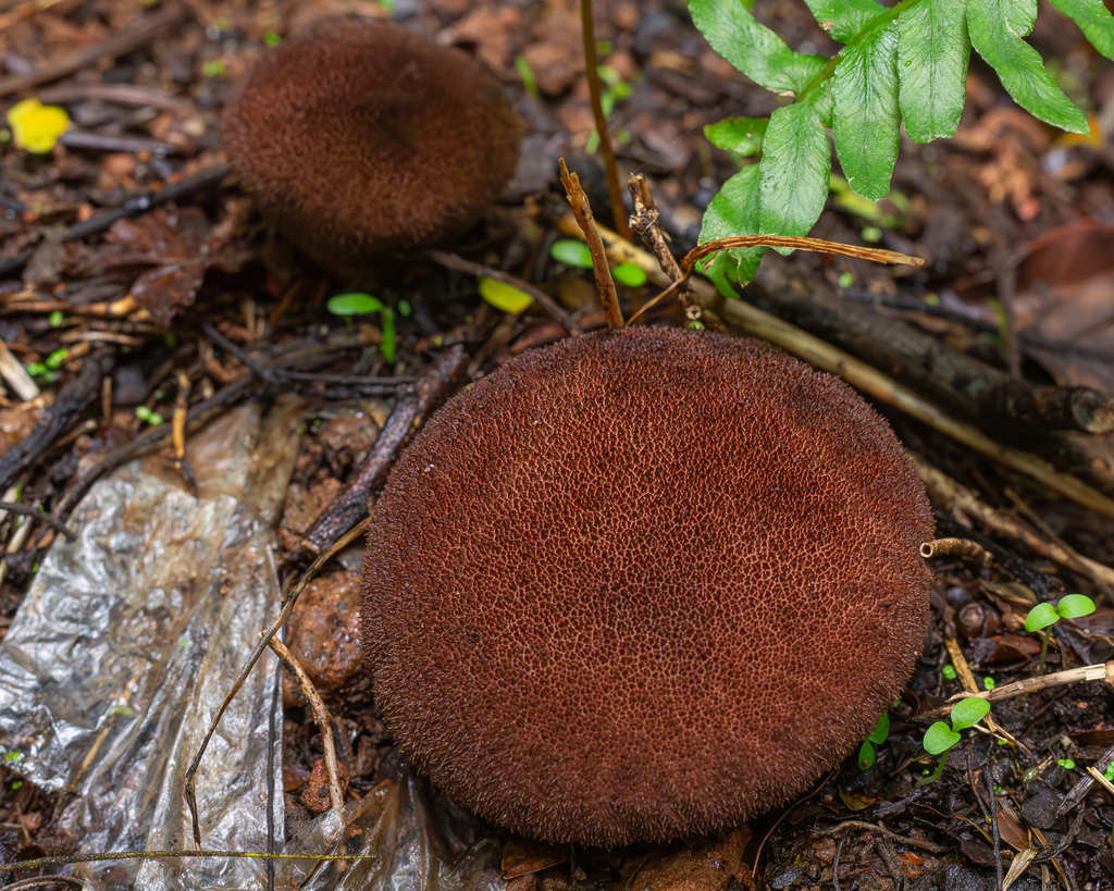 Calvatia guzmanii