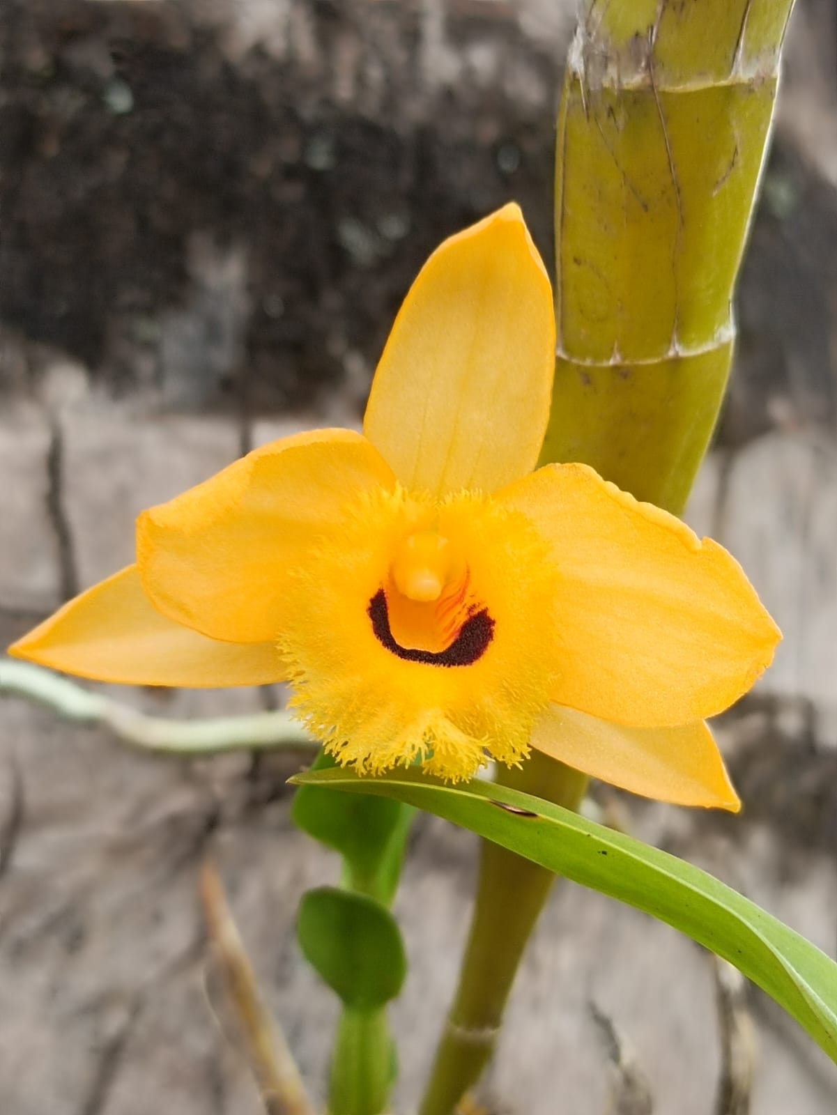Imagem de dendrobium