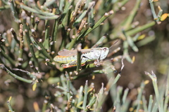 Chorthippus binotatus