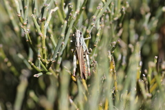 Chorthippus binotatus