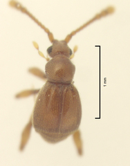 Gerallus punctipennis