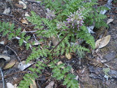 Pedicularis dudleyi