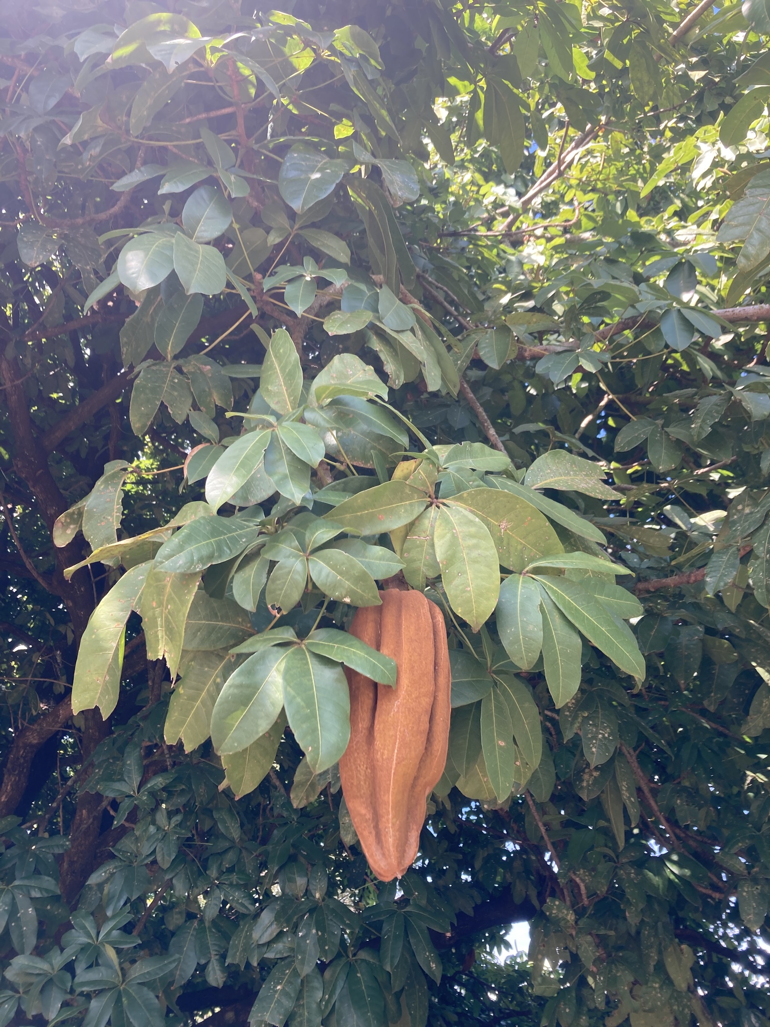 Pachira aquatica