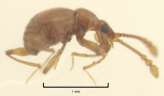 Gerallus punctipennis