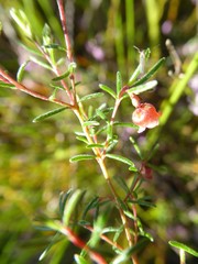 Erica limosa
