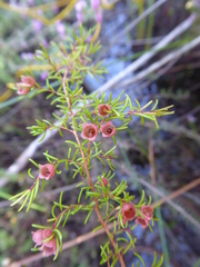 Erica limosa