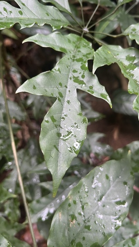 Heptapleurum heptaphyllum observed 2025-04-11
