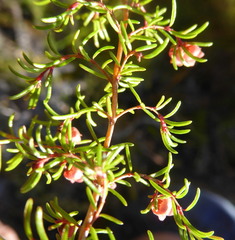 Erica limosa