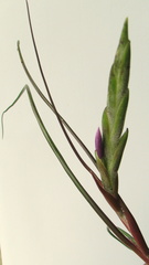 Tillandsia bulbosa