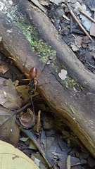 Dinomyrmex gigas borneensis