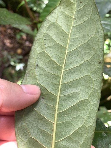 Image of Pittosporum rubiginosum by (c) 呂一起(Lu i-chi), some rights reserved (CC BY)