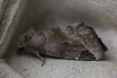 Plagiomimicus pityochromus