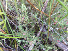 Erica limosa