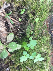 Pelophylax ridibundus