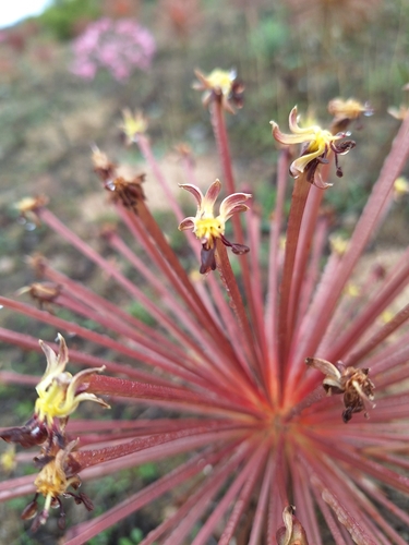 Image of Crossyne flava by (c) Adele SL, some rights reserved (CC BY)