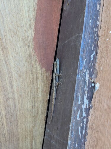 Common Dwarf Gecko