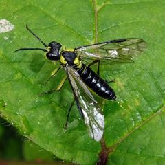 Tenthredo mesomela