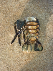 Sagmariasus verreauxi