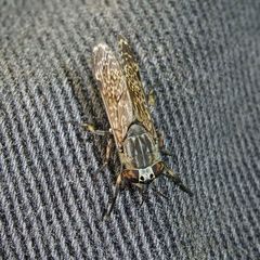 Haematopota pluvialis