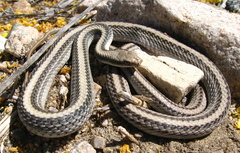 Salvadora hexalepis hexalepis